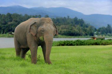 Filler Sri Lanka Ulusal Parkı 'nda ot yerler.