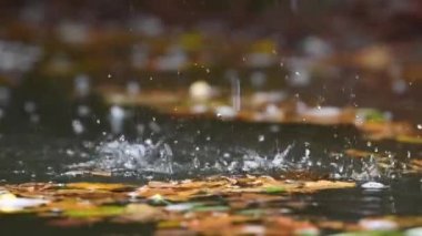 Küçük, manzaralı bir şelaleden huzur içinde akan bir nehrin yavaş akışı.