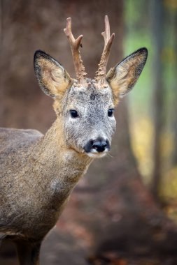 Güz Sonbaharı 'nda genç ve görkemli kırmızı geyik geyiğini kapat. Doğal ortamda sevimli vahşi memeliler. Doğadan vahşi yaşam sahnesi