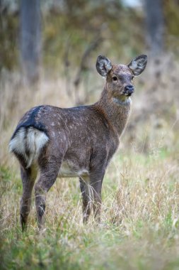Güz Sonbaharı 'nda genç ve görkemli kırmızı geyik geyiğini kapat. Doğal ortamda sevimli vahşi memeliler. Doğadan vahşi yaşam sahnesi