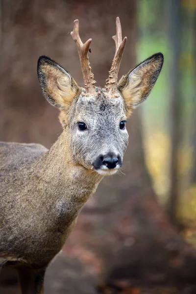 Stäng Ung Majestätisk Kronhjort Svensexa Höst Söta Vilda Däggdjur Naturlig — Stockfoto