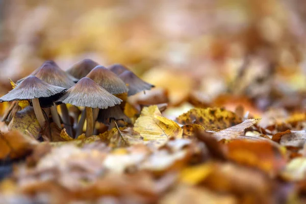 Крупный План Маленьких Грибов Осеннем Парке Желтыми Листьями Природа — стоковое фото