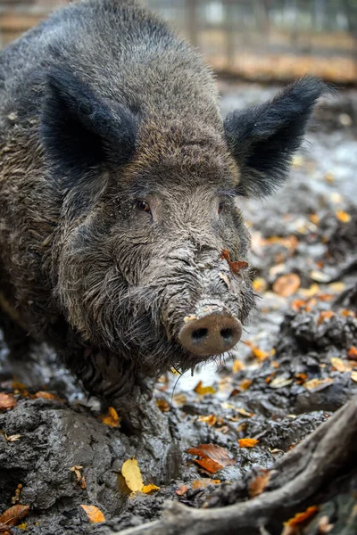 Ritratto Maschio Cinghiale Nella Foresta Autunnale Scena Della Fauna Selvatica — Foto Stock