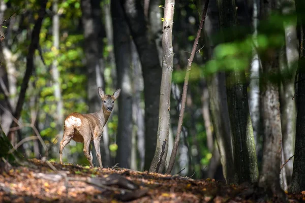 Fechar Jovem Majestoso Veado Vermelho Outono Outono Mamífero Selvagem Bonito — Fotografia de Stock