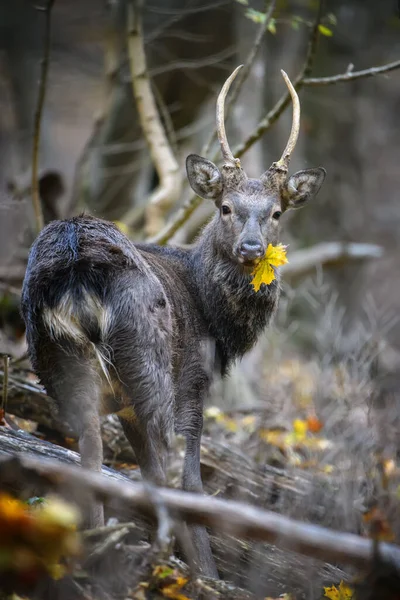 Ritratto Maestoso Cervo Autunno Autunno Con Foglia Gialla Scena Della — Foto Stock