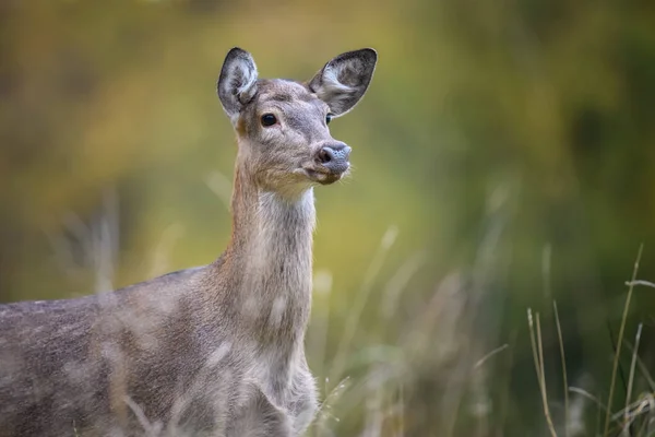 Sluiten Jonge Majestueuze Edelhert Hert Hert Herfst Herfst Herfst Schattig — Stockfoto