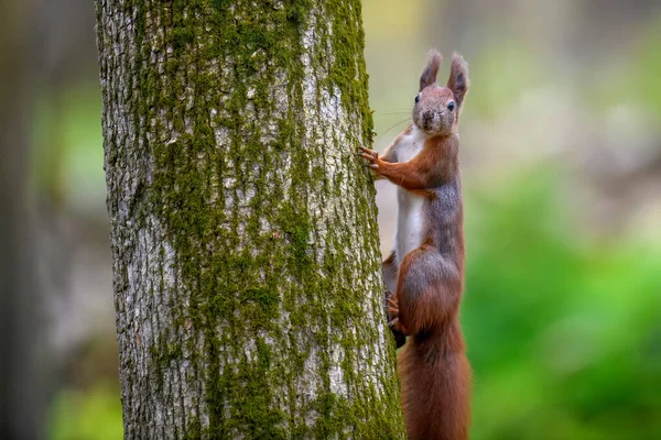 Esquilo Vermelho Curioso Espreitando Atrás Tronco Árvore Cena Vida Selvagem — Fotografia de Stock