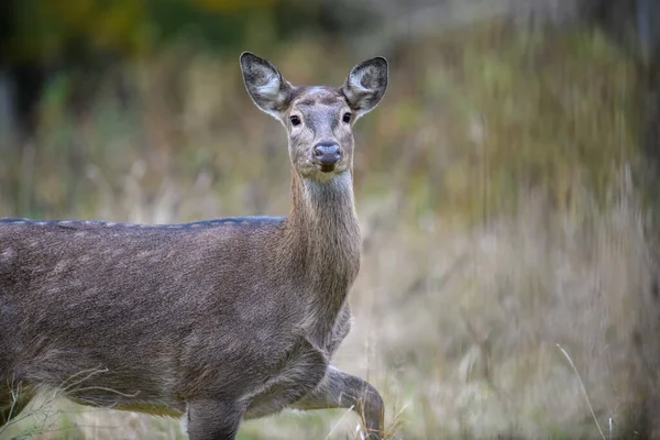 Stäng Ung Majestätisk Kronhjort Svensexa Höst Söta Vilda Däggdjur Naturlig — Stockfoto