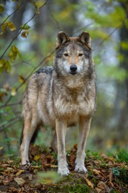 Sonbahar ormanı arka planında Wolf 'u kapatın. Doğal ortamdaki hayvanlar.