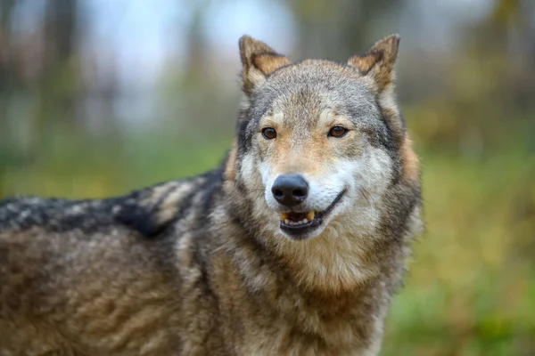 Κοντινό Πλάνο Πορτρέτο Λύκος Στο Φθινόπωρο Δάσος Φόντο Ζώο Στο — Φωτογραφία Αρχείου