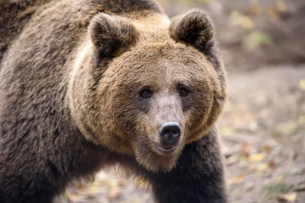 Gros Plan Portrait Ours Brun Danger Animal Dans Habitat Naturel — Photo