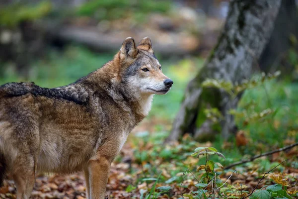 Close Wolf Herfst Bos Achtergrond Dier Natuurlijke Habitat — Stockfoto