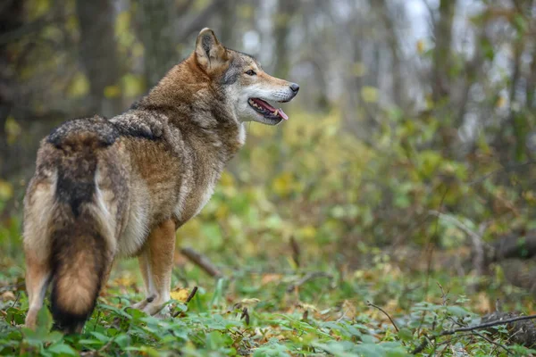 Sonbahar Ormanı Arka Planında Wolf Kapatın Doğal Ortamdaki Hayvanlar — Stok fotoğraf