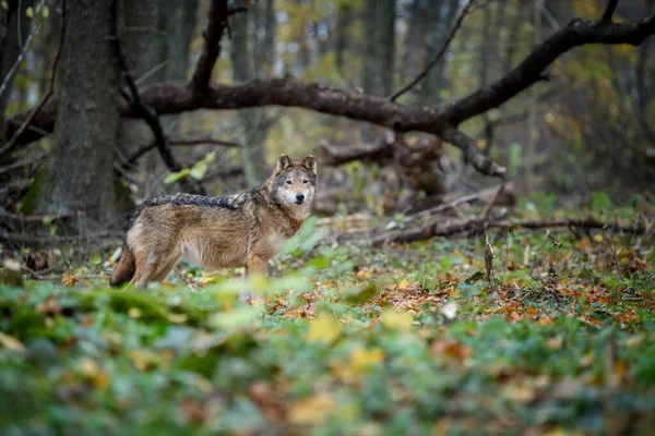 Κοντινό Πλάνο Λύκος Στο Φθινόπωρο Δάσος Φόντο Ζώο Στο Φυσικό — Φωτογραφία Αρχείου