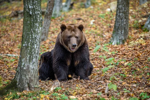 Urso Marrom Close Floresta Outono Perigo Animal Habitat Natural Grande — Fotografia de Stock