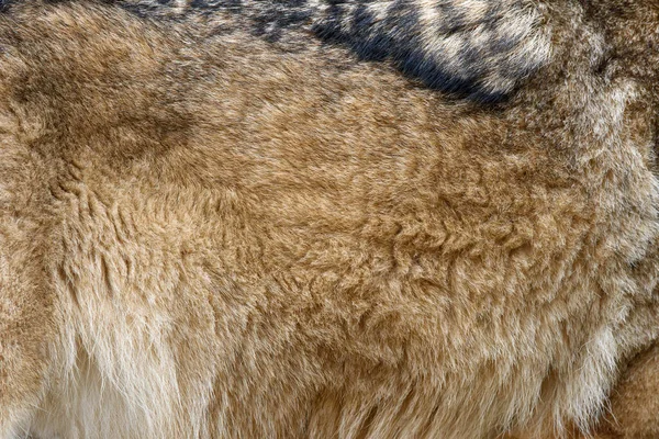 Close Real Wolf Skin Texture Closeup Animal Fur Background — Stock Photo, Image