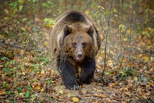 Urso Marrom Close Floresta Outono Perigo Animal Habitat Natural Grande — Fotografia de Stock