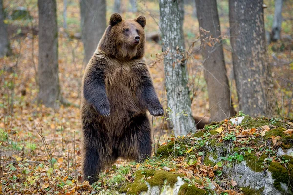 Коричневий Ведмідь Ursus Arctos Стоїть Задніх Ногах Осінньому Лісі Небезпека — стокове фото