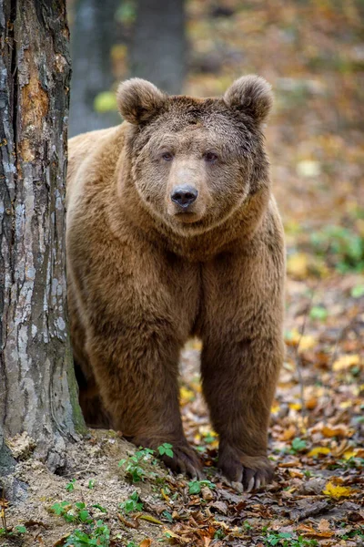 Närbild Brunbjörn Höstskogen Fara Djur Naturen Livsmiljö Stora Däggdjur Vilt — Stockfoto