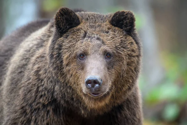 Close-up brown bear portrait. Danger animal in nature habitat. Big mammal. Wildlife scene