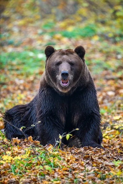 Крупный План Бурого Медведя Осеннем Лесу Опасное Животное Природе Большое — стоковое фото