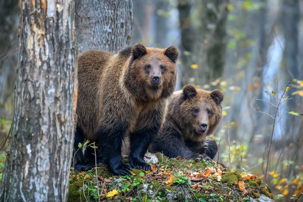 Close Dois Ursos Pardos Floresta Outono Perigo Animal Habitat Natural — Fotografia de Stock