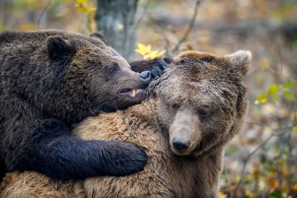 秋の森で遊ぶか戦う2頭の熊 自然生息地での危険動物 哺乳類だ 野生動物のシーン — ストック写真
