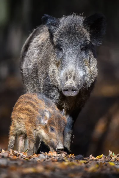 Carino Suino Sus Scrofa Famiglia Nella Foresta Oscura Cinghiale Madre — Foto Stock