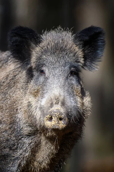 Porträt Männliche Wildschweine Herbstwald Tierwelt Aus Der Natur — Stockfoto