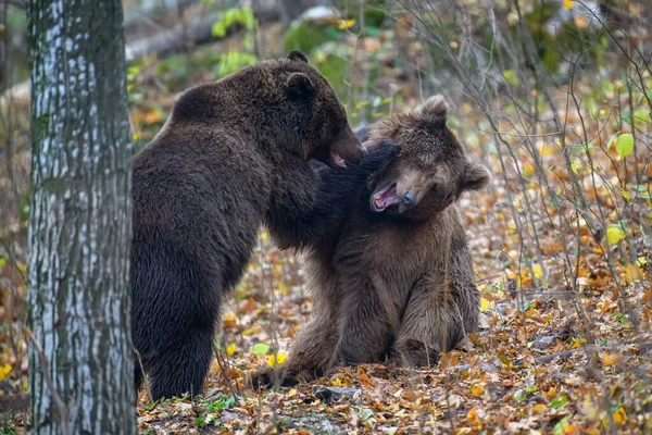 Dva Medvědi Hrají Nebo Bojují Podzimním Lese Nebezpečné Zvíře Přírodním — Stock fotografie