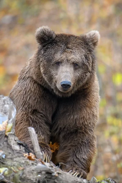 Urso Marrom Close Floresta Outono Perigo Animal Habitat Natural Grande — Fotografia de Stock
