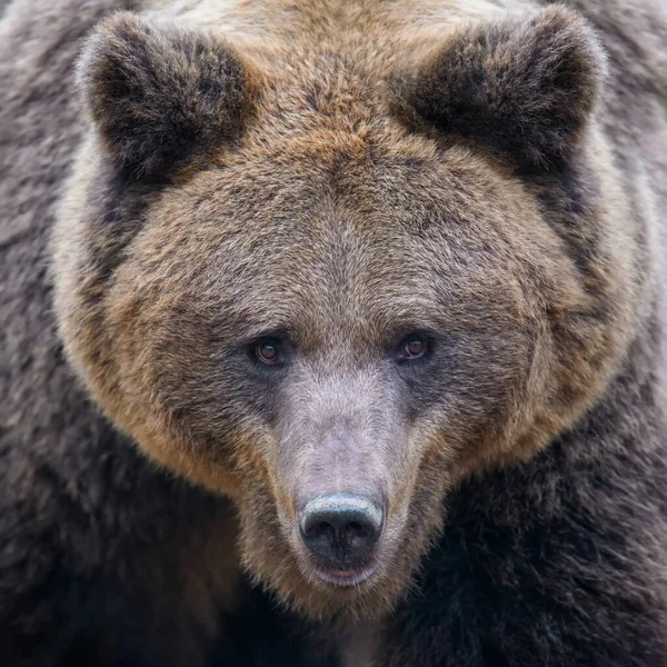 Retrato Oso Pardo Cerca Peligro Animal Hábitat Natural Mamífero Grande — Foto de Stock