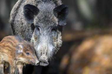 Karanlık Orman 'daki şirin domuz sus Scrofa ailesi. Yaban domuzu anne ve bebek arka planda doğal ortamda. Vahşi yaşam sahnesi