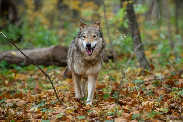 Primer Plano Lobo Fondo Del Bosque Otoño Animales Hábitat Natural — Foto de Stock