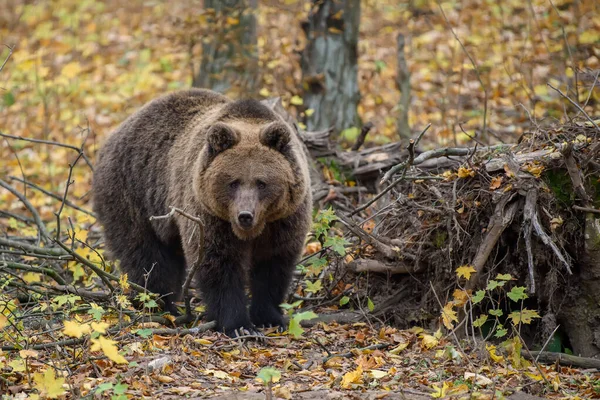 Крупним Планом Коричневий Ведмідь Осінньому Лісі Небезпека Тварин Природному Середовищі — стокове фото