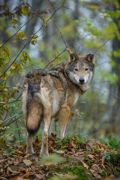 Chiudere Lupo Autunno Sfondo Foresta Animali Nell Habitat Naturale — Foto Stock