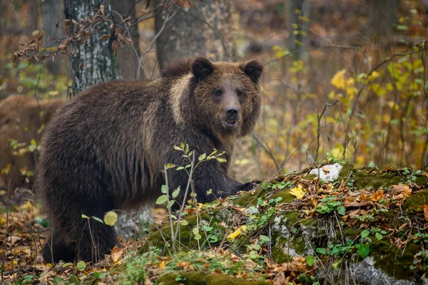 Крупним Планом Коричневий Ведмідь Осінньому Лісі Небезпека Тварин Природному Середовищі — стокове фото