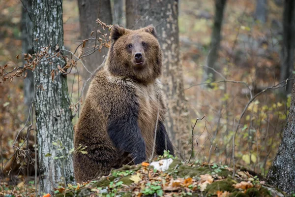 Barna Medve Ursus Arctos Áll Hátsó Lábán Őszi Erdőben Veszélyes — Stock Fotó