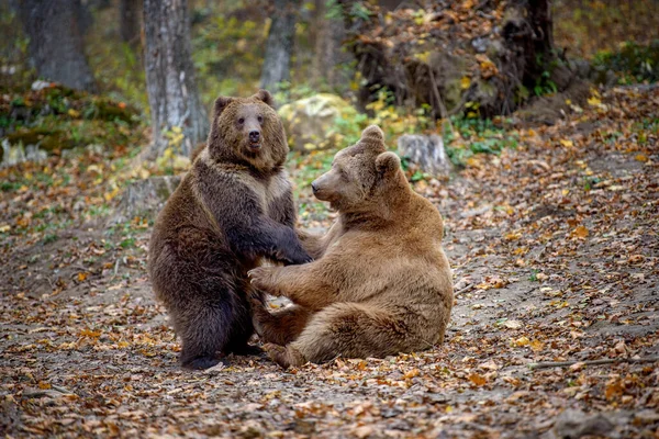 Dos Osos Jugando Peleando Bosque Otoño Peligro Animal Hábitat Natural — Foto de Stock