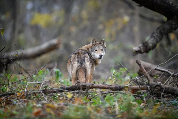 Закрыть Волка Фоне Осеннего Леса Животное Природе — стоковое фото