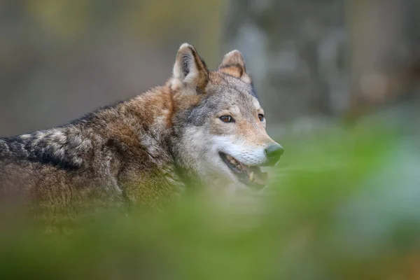 Sonbahar Ormanı Arka Planında Wolf Kapatın Doğal Ortamdaki Hayvanlar — Stok fotoğraf