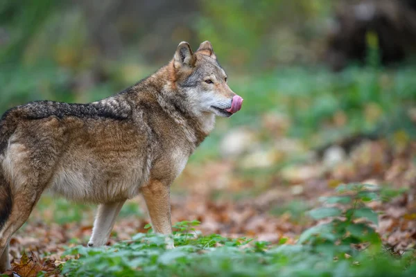 秋の森の中でオオカミを閉じます 自然の生息地での動物 — ストック写真