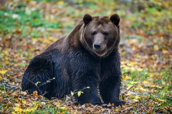 Urso Marrom Close Floresta Outono Perigo Animal Habitat Natural Grande — Fotografia de Stock