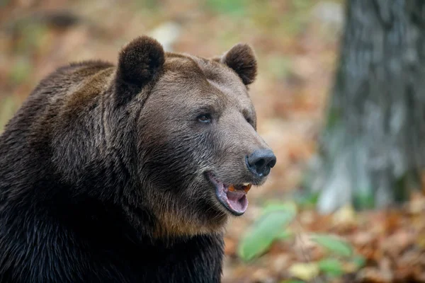 Zbliżenie Niedźwiedź Brunatny Jesienny Las Niebezpieczne Zwierzę Środowisku Naturalnym Wielki — Zdjęcie stockowe