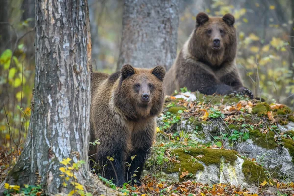Close Dois Ursos Pardos Floresta Outono Perigo Animal Habitat Natural — Fotografia de Stock