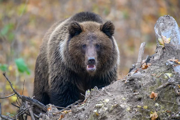 Zbliżenie Niedźwiedź Brunatny Jesienny Las Niebezpieczne Zwierzę Środowisku Naturalnym Wielki — Zdjęcie stockowe