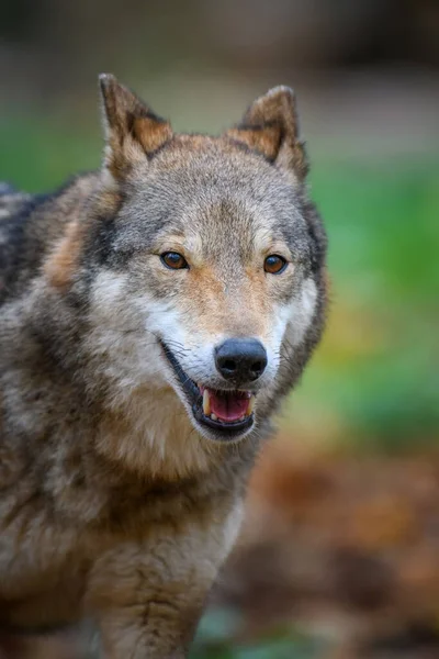 在秋天的森林背景下 近距离观察狼人的肖像 自然界中的动物栖息地 — 图库照片