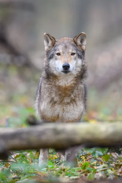 Close Wolf Herfst Bos Achtergrond Dier Natuurlijke Habitat — Stockfoto