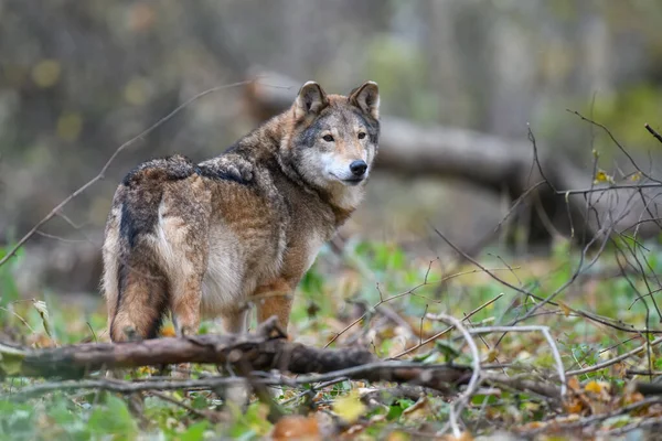 Zamknij Wilka Jesiennym Tle Lasu Zwierzęta Środowisku Przyrodniczym — Zdjęcie stockowe