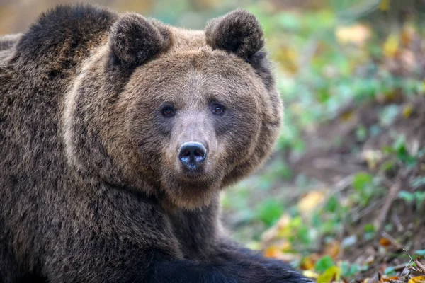 Portret Niedźwiedzia Brunatnego Niebezpieczne Zwierzę Środowisku Naturalnym Wielki Ssak Scena — Zdjęcie stockowe